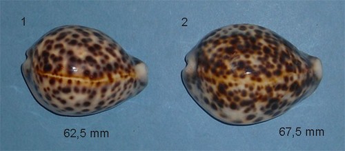 Cypraea tigris new - ,