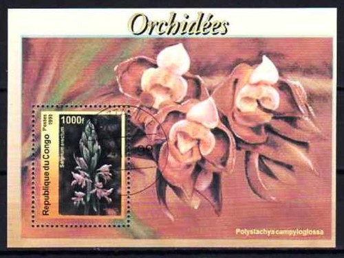 Fleurs orchidées congo - fleurs,