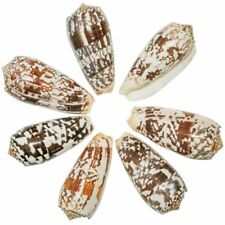 Coquillage conus striatus -