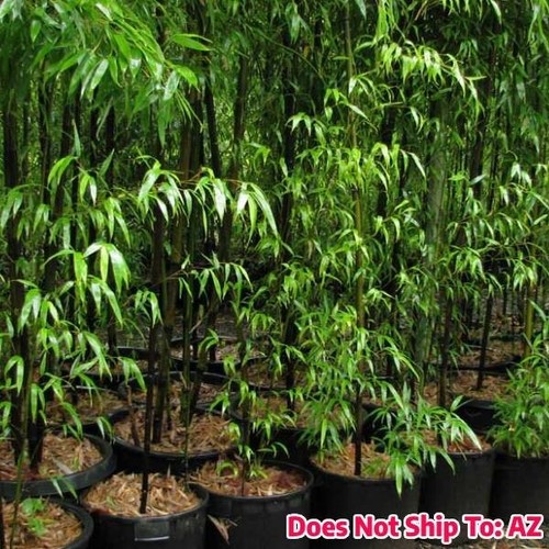 Black bamboo live plant - black,