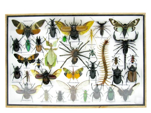 Insectes exotiques réel - exotiques,