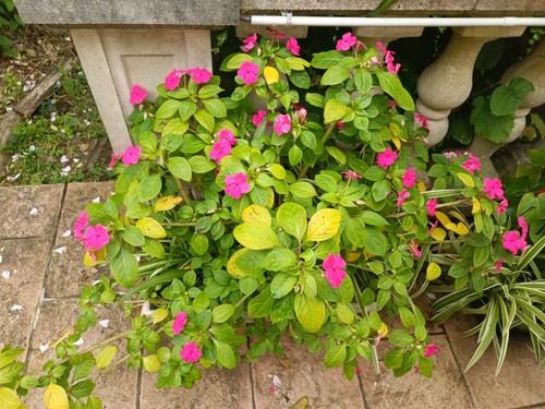 Bouture enracinée impatiens - bouture, d'impatiens