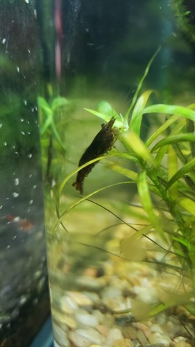 Crevettes neocaridina - crevettes,