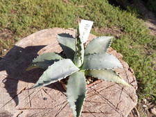 Agave Montana  pot5cm xeryscaping succulent wysiwyg