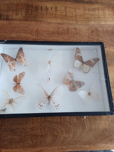 Ancien cadre entomologie - ancien, d’entomologie
