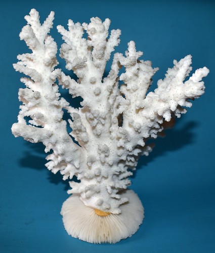 Coral corail bloc de - -bloc,