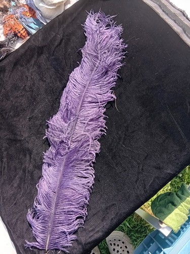 Plume autruche époque - plume, d