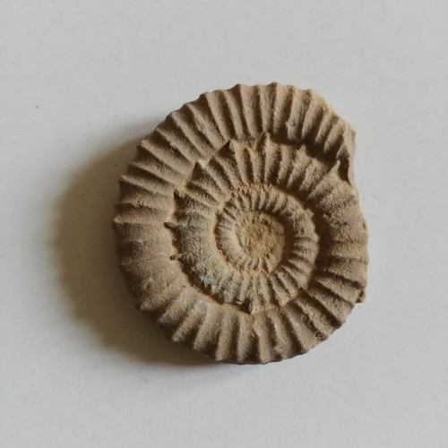 Ammonite fossile monts de - fossile,