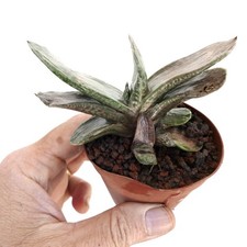 Gasteria marmorata - gasteria,