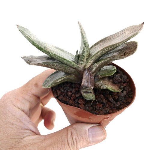 Gasteria marmorata - gasteria,