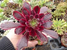 Aeonium "Eden" big lovely