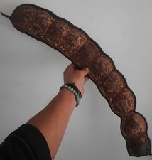 curiosité , taxidermie