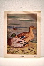 Vintage Lithographie Imprimé