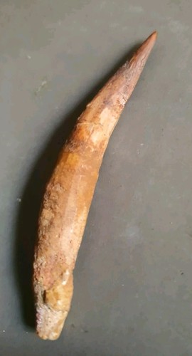 Dent spinosaure fossilisée - de,