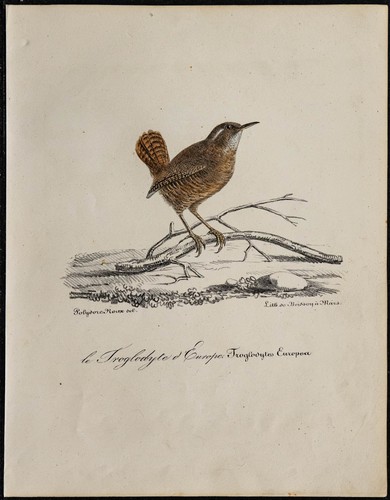 1830 troglodyte mignon - -,