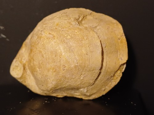 Brachiopode fossile - brachiopode,