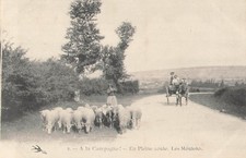 CP A LA CAMPAGNE EN PLEINE ROUTE MOUTONS - ATTELAGE ANE - 81421