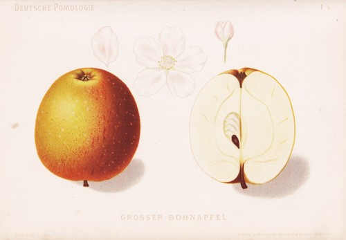 Grand pomme bohnapfel pommes - grand,