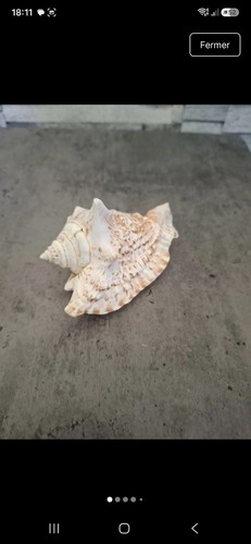 Coquille conque très - coquille,