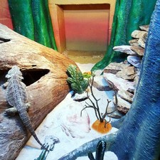  Décoration Terrarium