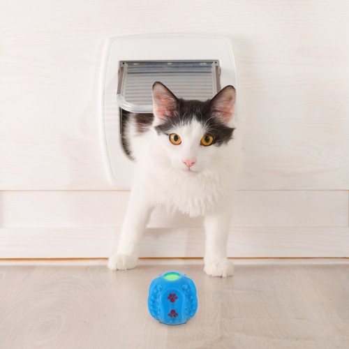 Interactive toy funny sound - interactive,