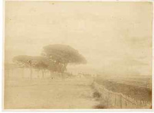 France, Cannes, pins parasol