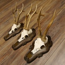 Cerf 3 Pièce Rehböcke