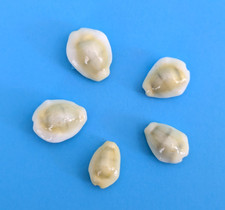 Cypraea moneta  (5) 18,9