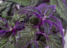 1 plant en Godet Gynura