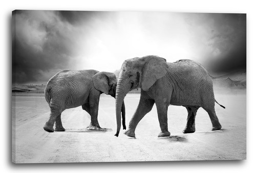 Toile cadres images - toile/cadres, d'animaux