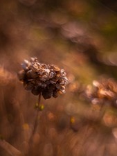 Pathé petzval 95mm 5 - petzval,