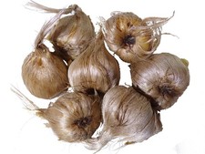 Crocus à Safran (Crocus