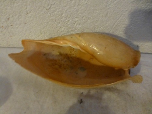 Gros coquillage exotique iles - coquillage,