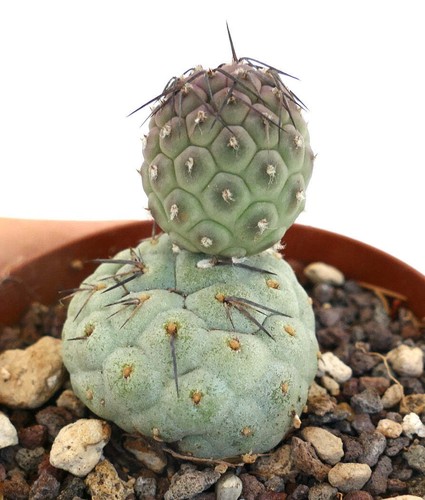 Tephrocactus geometricus black - tephrocactus,