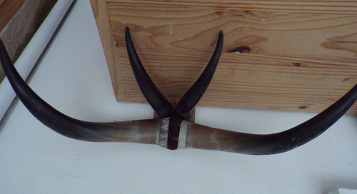 Taxidermie trophée corne - trophée,