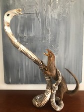 TAXIDERMIE, MANGOUSTE ET SERPENT NATURALISÉS "AFFRONTEMENT" CABINET DE CURIOSITÉ