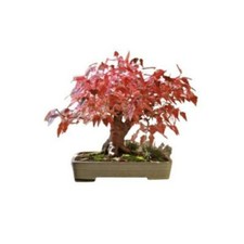 5 Graines Acer ginnala, Acer tataricum, érable, Érable de l’Amour, Bonsaï