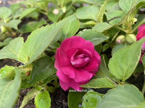 Impatiens double burgundy - double,