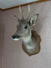 Tête de Chevreuil Trophée -