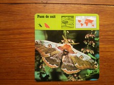 PAON DE NUIT Papillon CALIGULA