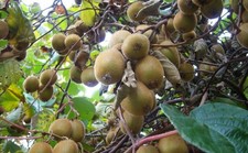 🥝50 Graines - Actinidia