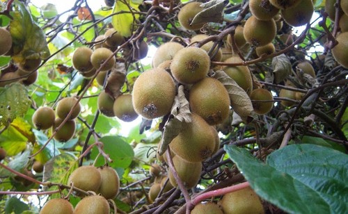 Graines actinidia - 🥝50,