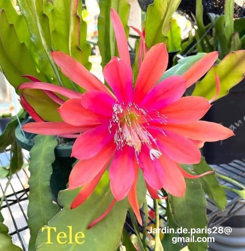 Tele epiphyllum cactus - epiphyllum,
