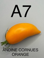 graine / seed tomate taille