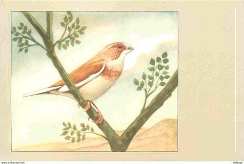 Carte postale animaux - postale,