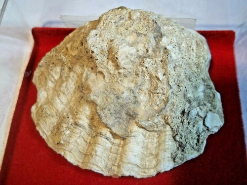 Fossile huître ostrea - fossile.,