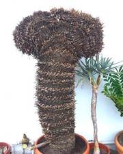 Cycas revoluta female - female, 20cm