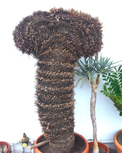Cycas revoluta female - cycas,