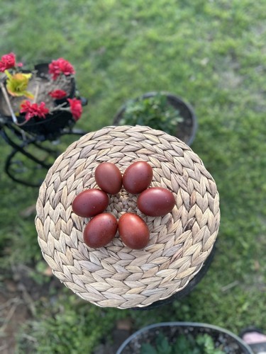 Pure black copper marans - copper,