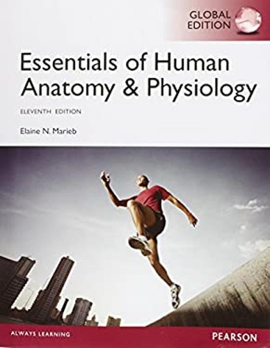 Essentiels anatomie humaine - essentiels,